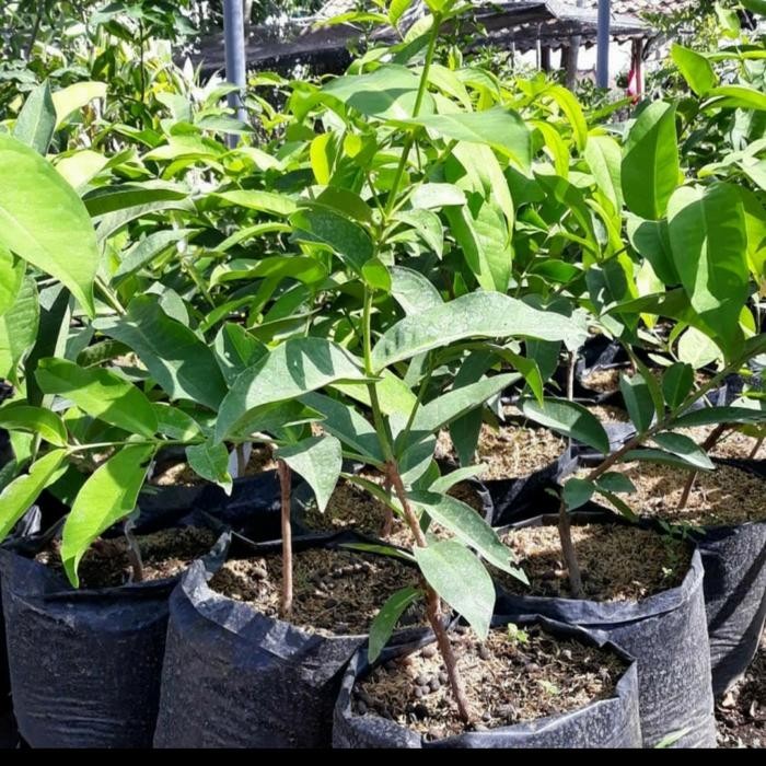 

Bibit tanaman buah jambu air citra jumbo