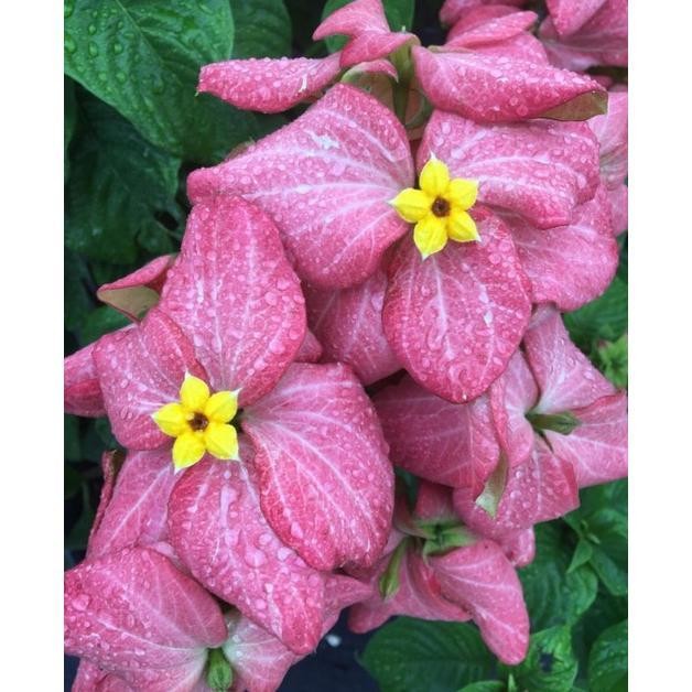 

Tanaman Hias Bibit Bunga Nusa Indah Pink Asli