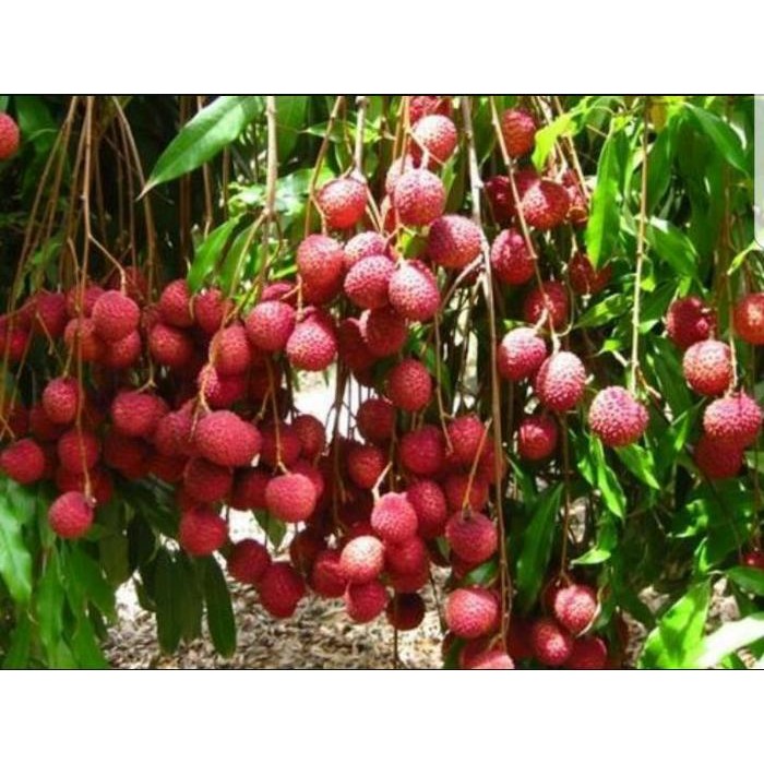 

Cepat Berbuah !! Bibit Tanaman Buah Rambutan Rapiah