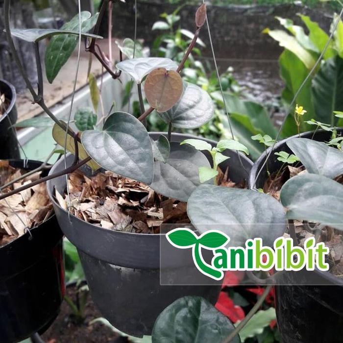 

Bibit Tanaman Sirih Hitam - Pohon Daun Sirih Hitam - Obat Herbal