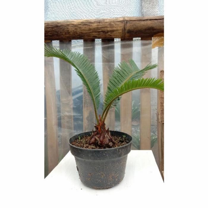 

bibit tanaman hias palem sikas