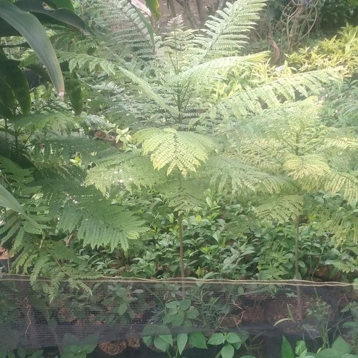 

Bibit Pohon Jacaranda Tanaman Bunga Ungu Hias Jakaranda Peneduh Taman