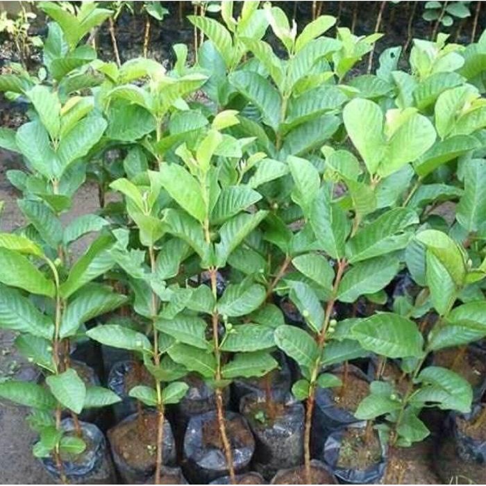 

Bibit Buah Tanaman Jambu Merah