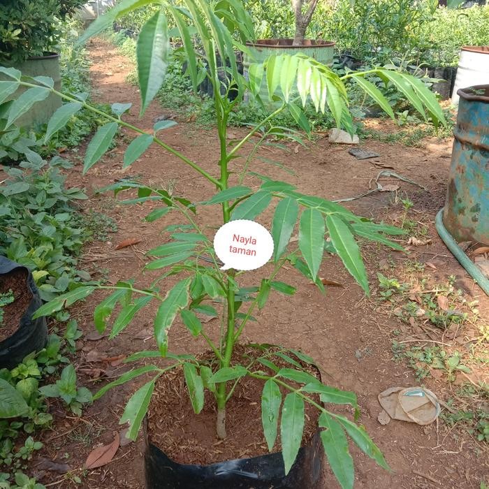 

Pohon Kedondong-Bibit Tanaman Kedondong