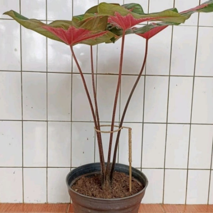 [Allthebest] turus penyangga tanaman Keladi