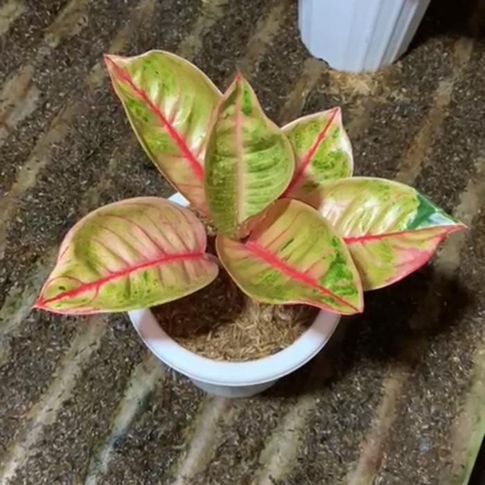 Tanaman hias aglonema veronica golden realpict