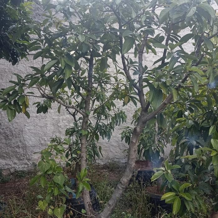 Indukan Pohon Alpukat Miki Sudah siap buah/alpukat Miki berbuah/bibit alpukat miki