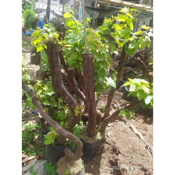 Bonsai Dongkelan Anggur jnis Alvonso