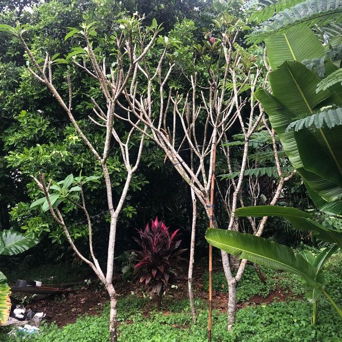 Pohon Kamboja Bali Tinggi 3 - 4 meter