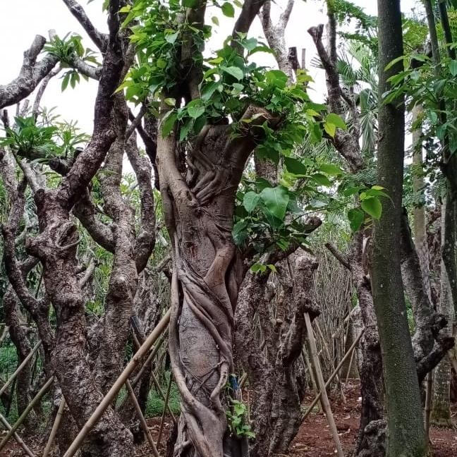 pohon bodhi tree aneka pohon peneduh