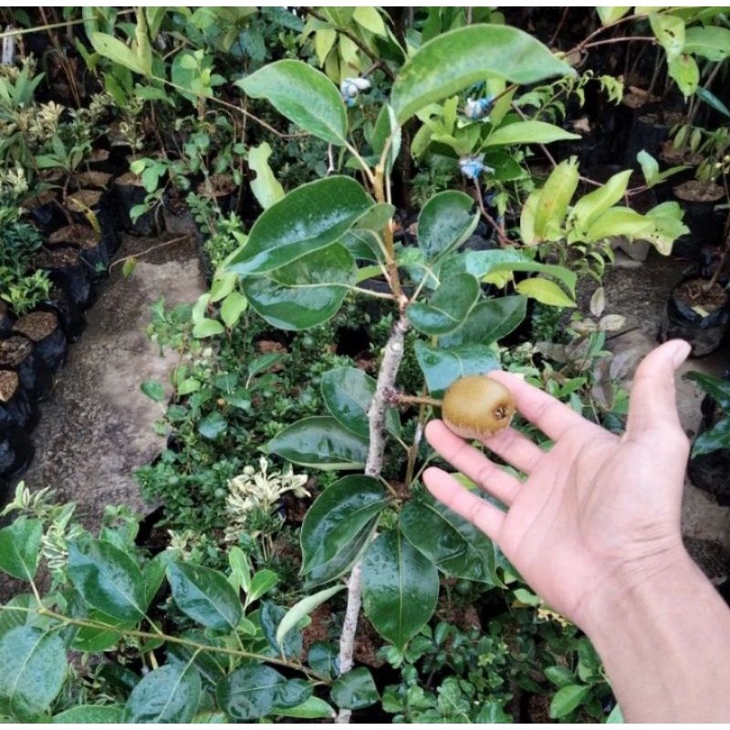 Sle - bibit buah pir kondisi berbunga