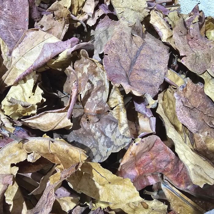 

TERMURAHH!! Daun Ketapang Kering 100gr Belum Diolah