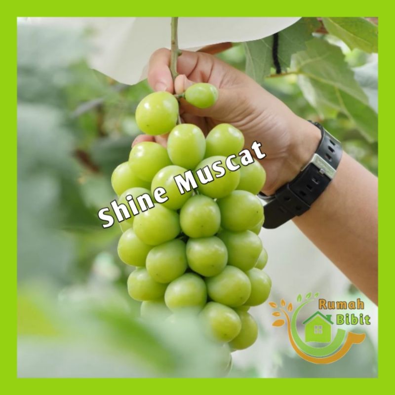Bibit Anggur Import Shine Muscat Grafting Murah