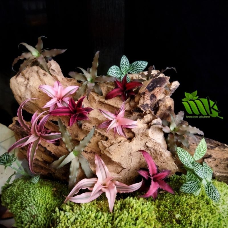 Cryptanthus Kriptantus Tanaman Paludarium dan Terarium