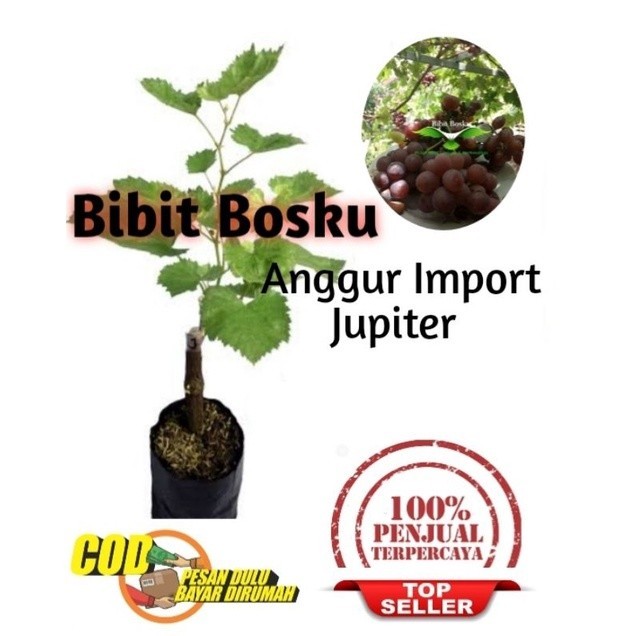 

Bibit Anggur Import Jupiter (Asli)