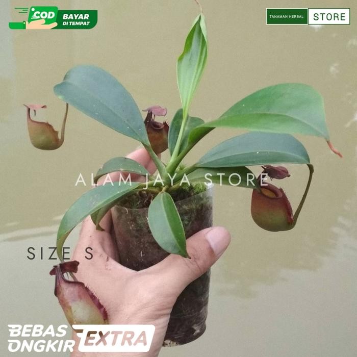 PREMIUM Tanaman hias kantong semar anggrek kantong semar