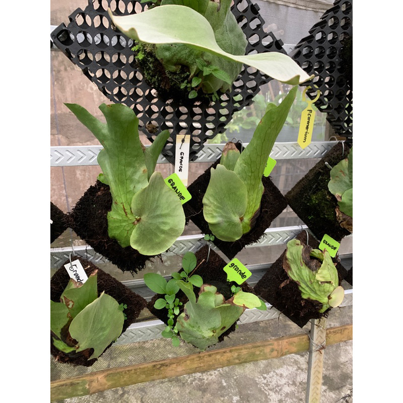 Pinan Shop Platycerium Grande Atau Tanduk Rusa Grande Atau Simbar Menjangan Gr