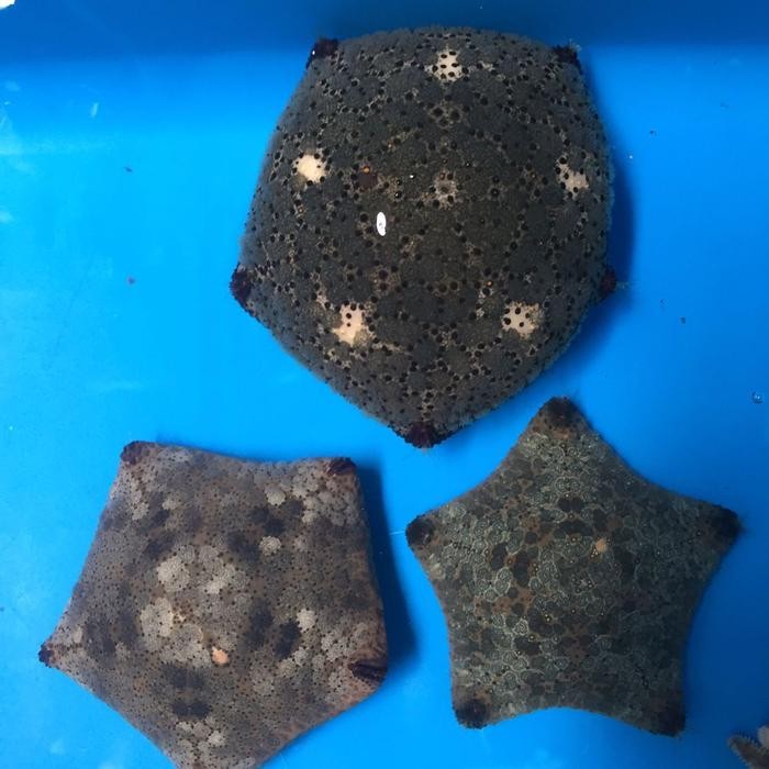 Bintang Hias Laut Bintang Bantal Cushion Starfish