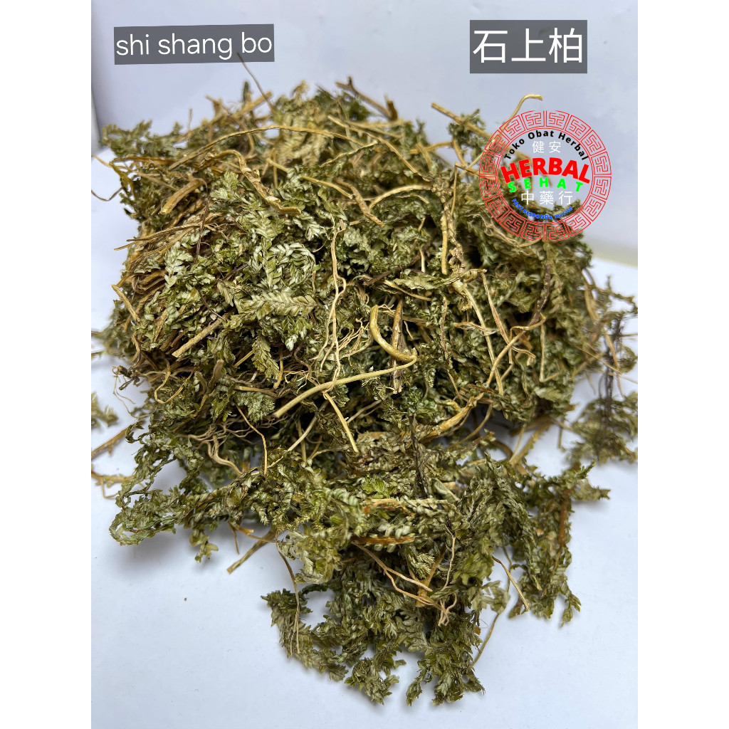 

Shi Shang Bo Shi Shang Bai -Selaginella PREMIUM