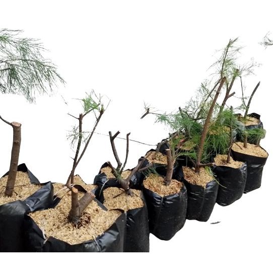 bibit pohon cemara udang bonsai aneka gaya rimbun sehat Kode 406