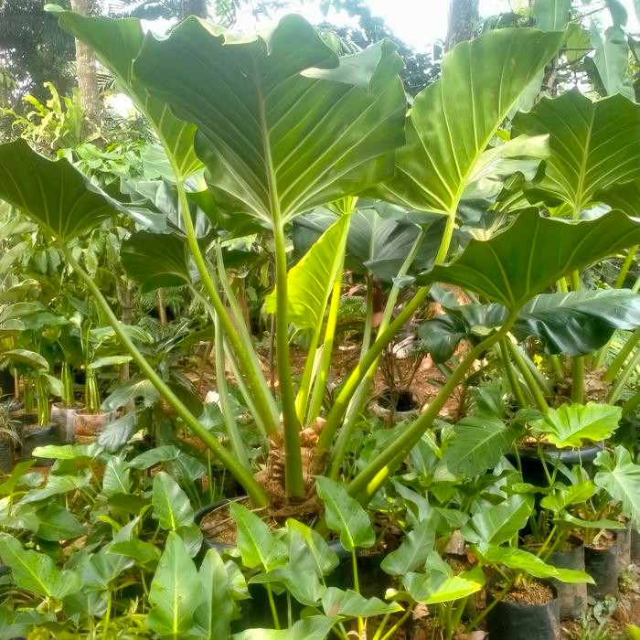 pohon Philo marble besar /marbel jumbo/marbel ukuran besar Kode 432