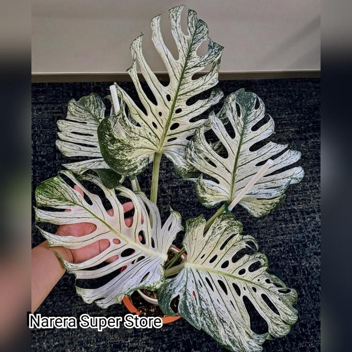Taneman Hias Monstera Devil Borsi Monster Variegata Variegated Varigata Real Pict Murah Ekonomis