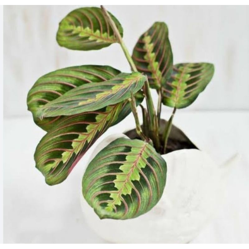 tanaman hias calatea kepiting