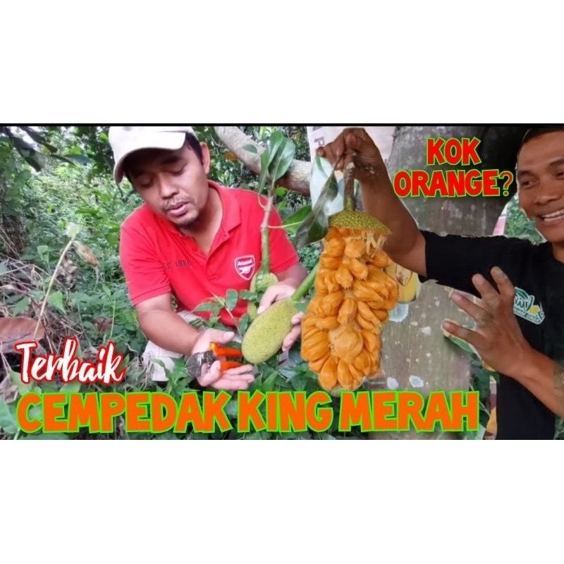 Bibit Cempedak King Merah Full Media