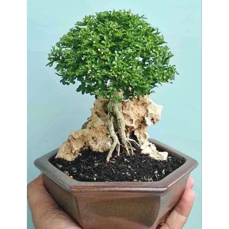 Kemuning Super Mikro Bonsai Mini Original