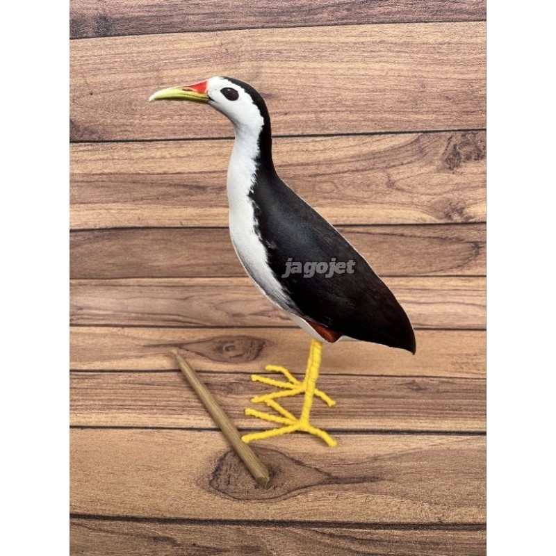 Jebakan Alat Pikat Burung Ruakruak kareo padi - Ruak ruak sawah