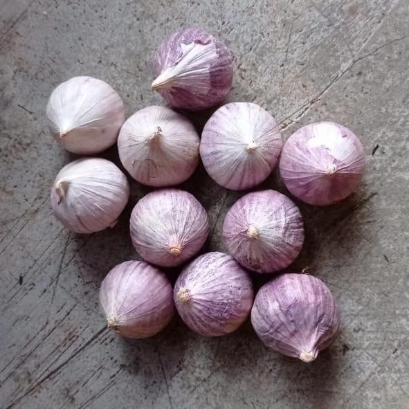 

Bawang Putih Tunggal / Lanang 1 Kg Fresh - BESAR
