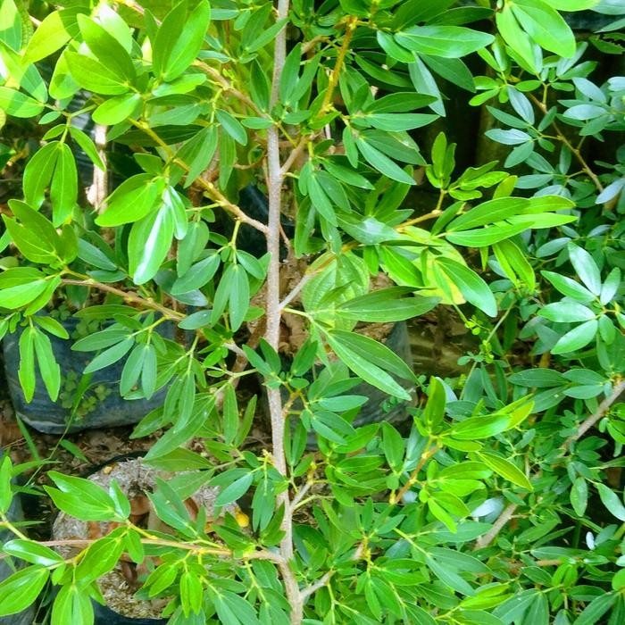 Bibit Tanaman Kaliandra Suriname Pink Sebagai Bahan Bonsai.