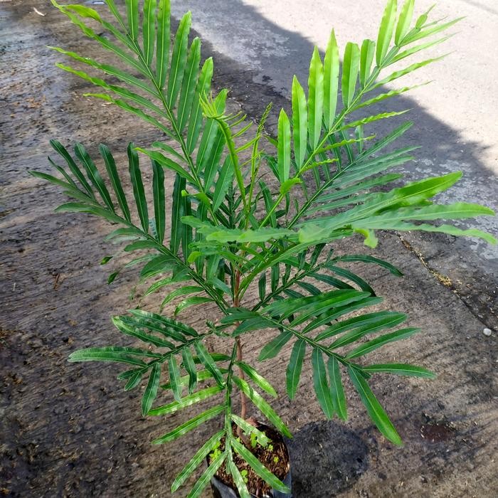 Tanaman Bibit Kiara Payung