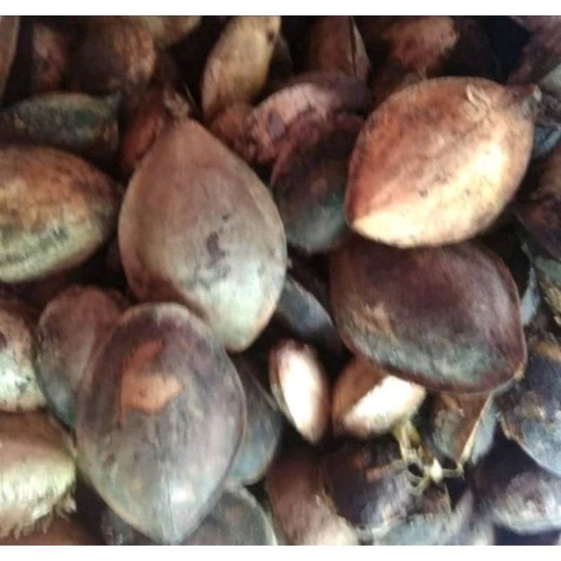 

buah biji ketapang kering 10 kg
