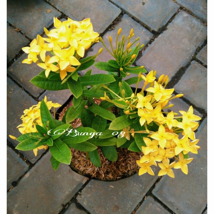 Tanaman Hias Soka / Asoka Kuning / Bunga Soka Kuning