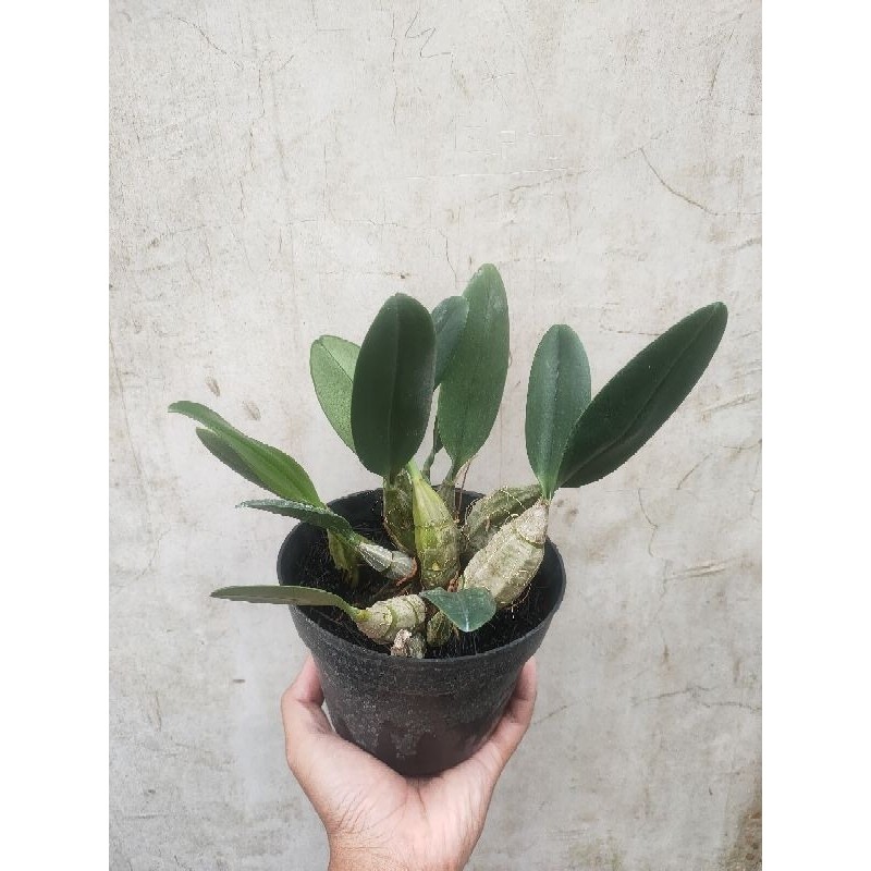 Flowersbloom Dendrobium Agregatum Dewasa Siap Bunga