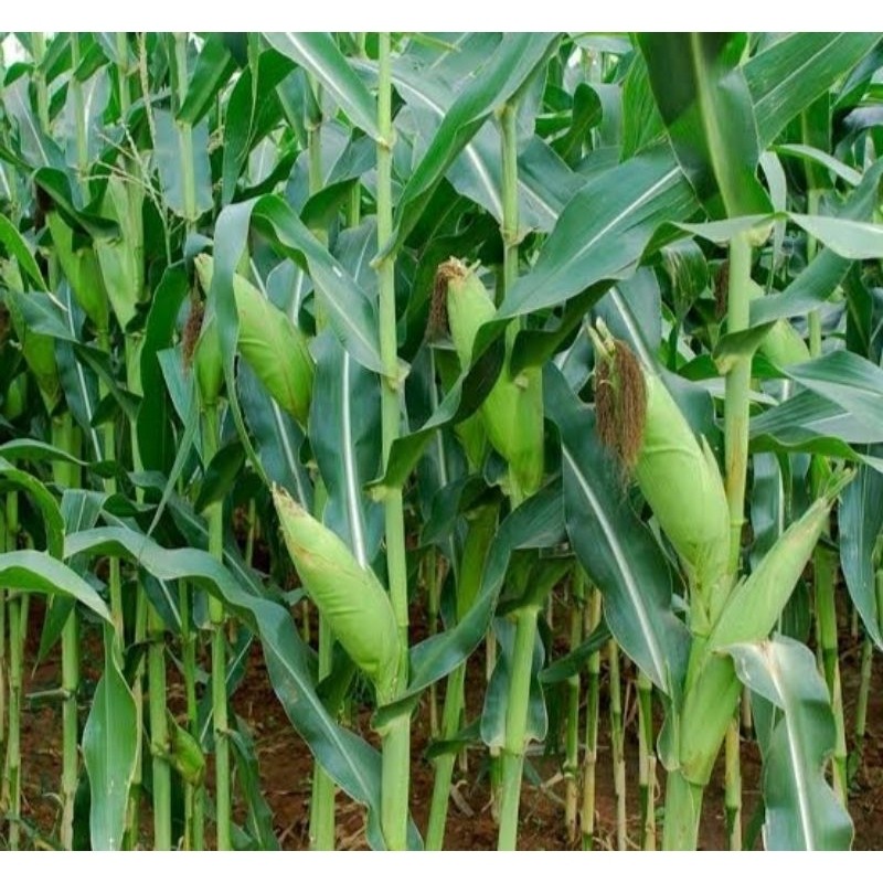 Flowersbloom Benih Jagung Berlian 415 - 1Kg Produk Original Benih Unggul - Bersertifikat