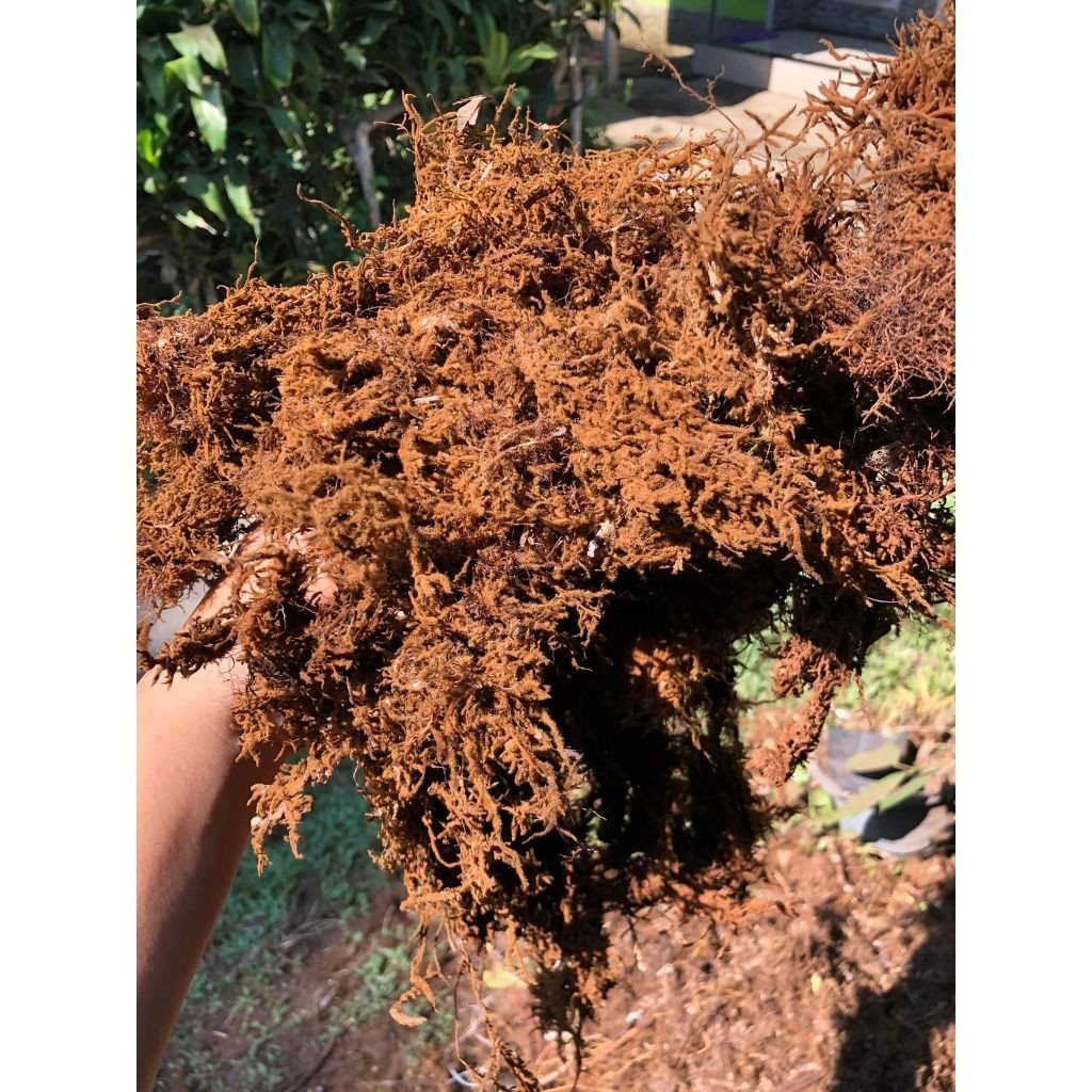 Flowersbloom Mos Hitam Asli Media Anggrek 1Kg