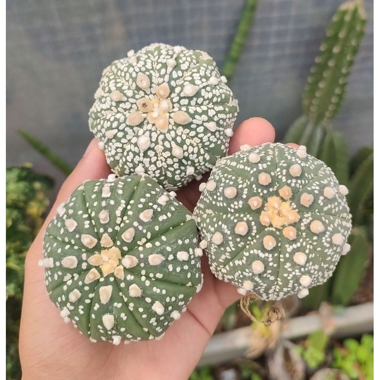 Happygardens Kaktus Astrophytum Super Kabuto / Asterias Superkabuto Induk