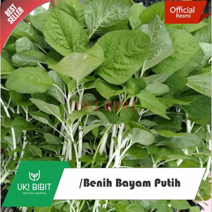 Ready Stock ( 650 Butir ) Benih Bayam Putih Bayam Batang Putih