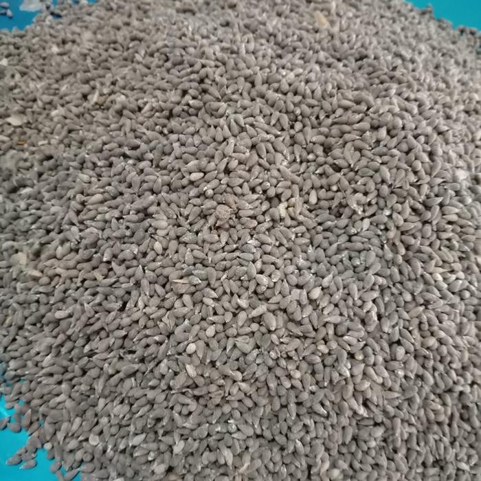 Ready Stock Benih Balsa 10Gram 900 Biji Bibit Tanaman Kayu Balsa