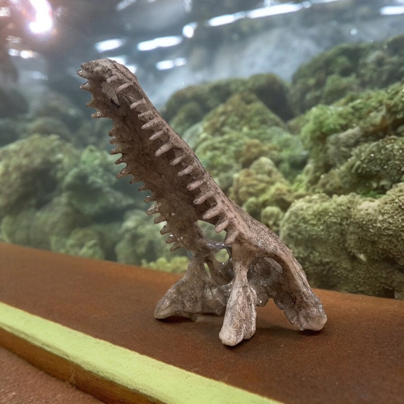 Tengkorak Buaya Hiding Cave Hiasan Aquarium / Alligator Skull / Tempat Sembunyi Hewan
