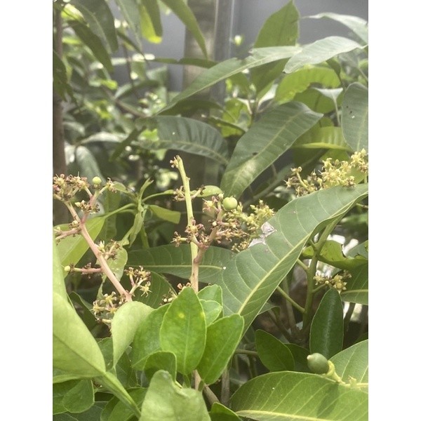 Bibit tanaman buah mangga - pohon mangga siap berbuah - bibit mangga