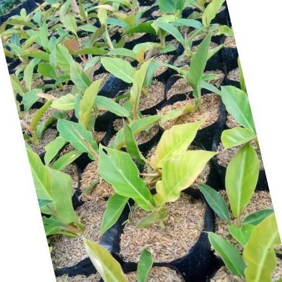 Bibit Tanaman Hias Philodendron Green Saw/Philo Gergaji