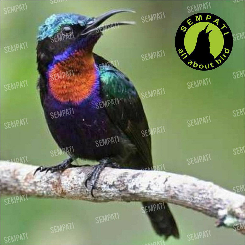 SEMPATI Gledek Nektar Nextar Nectar Pink Pakan Burung Konin Kolibri Ninja Sogon Pleci Muncang Pakan