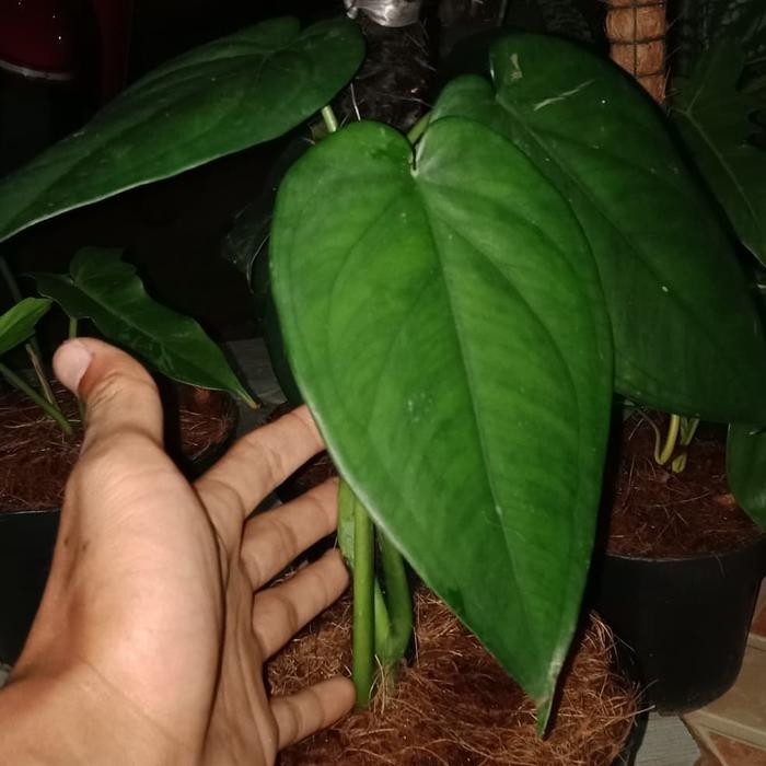 

tanaman philodendroun sirih/Philo sirih/bibit Philo sirih