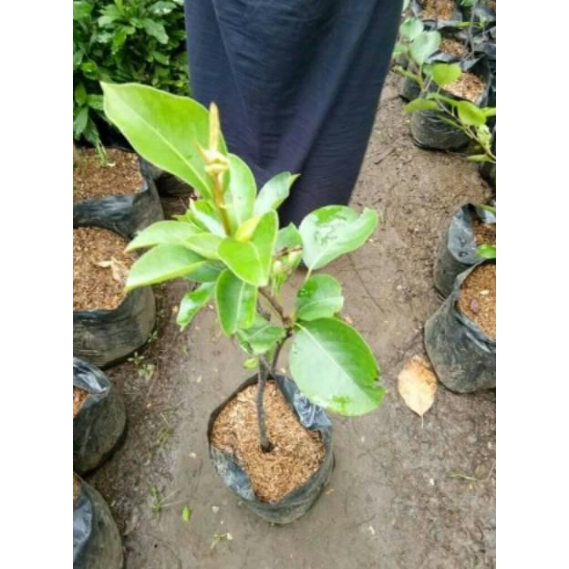 

READY STOK! BIBIT TANAMAN BUAH PEAC/PEAR(CANGKOKAN RIIIIMMMMBUN)