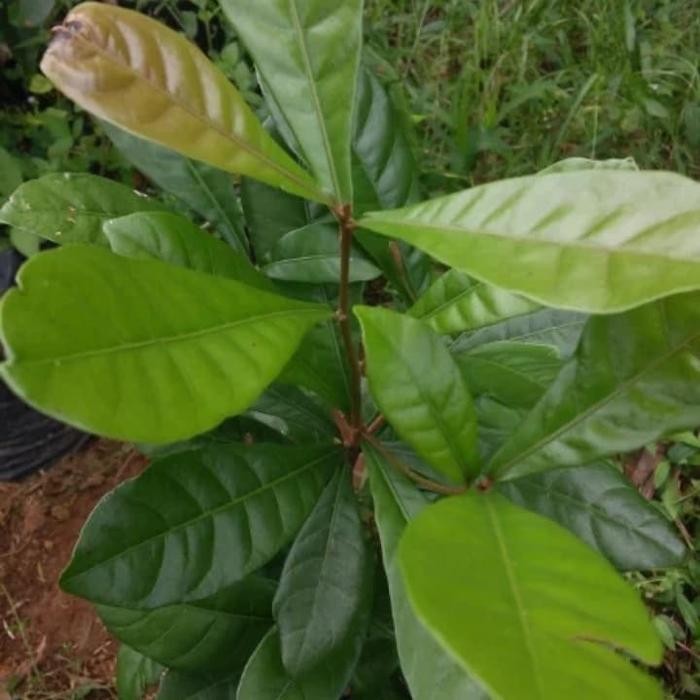 

bibit tanaman magic fruit/miracle fruit/pohon buah ajaib