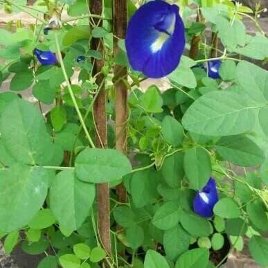 

Bibit tanaman herbal kembang teleng