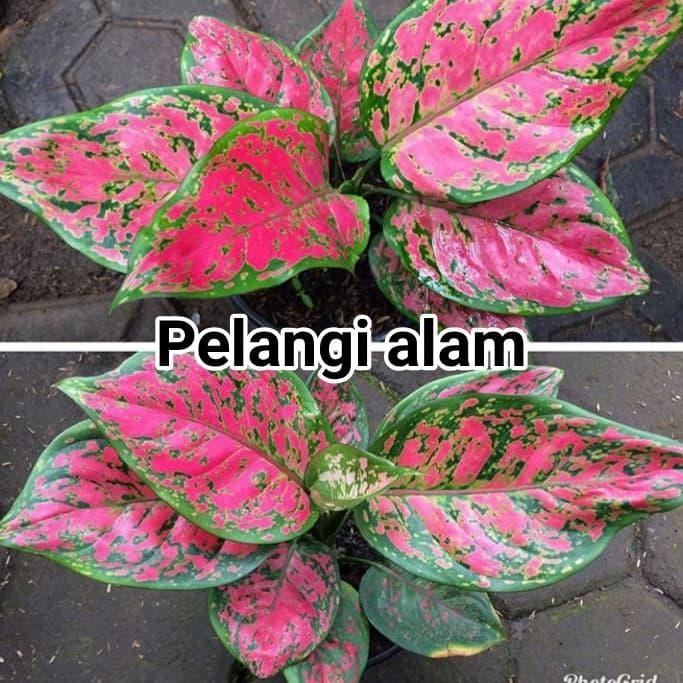

bibit tanaman hias aglonema dut anjamani